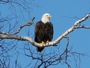Bald Eagle Cool Photos-Images and Facts 2012