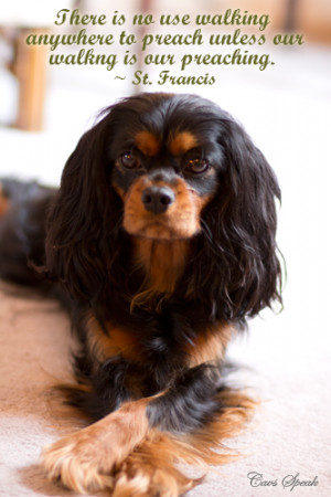 notes #Cavalier King Charles Spaniel #dog #quotes