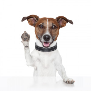 ... com/royalty-free-stock-photo-hello-goodbye-high-five-dog-image26693145