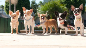 Beverly Hills Chihuahua on Sky Movies Disney