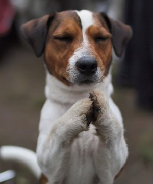 Praying dog