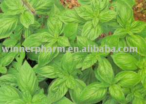 Sweet_basil_extract.jpg