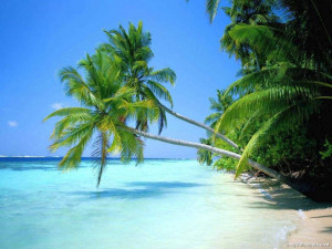 Tropical Paradise Near Sea