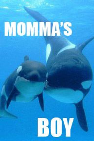 ... adult male killer whales cling to their mothers' apron strings. More