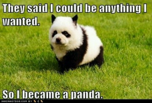 Chow Panda Puppies