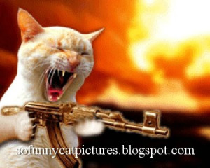 funny cat picture with guns