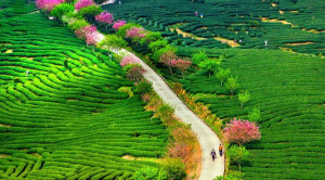 ... , Rumi, Kabir Quotes, Kabir En, Hafiz, Green Walks, Long Walks, China