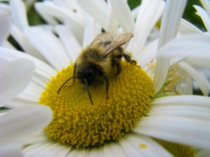 pollen feast by Mr. Ducke @ flickr
