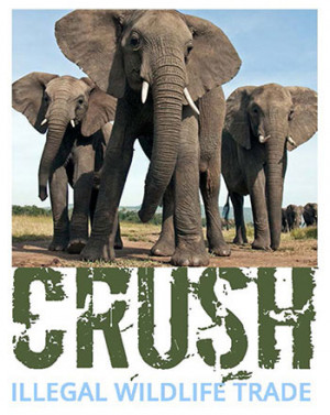 Following President’s Executive Order, U.S. Steps Up International ...