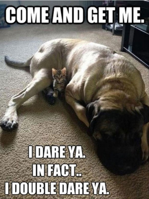 More funny Animal Memes (20 Pics)