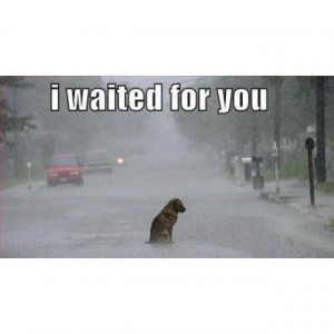 Sad dogAnimal Right, Sadness Dogs, Dogs 3, Humor Photos, Animal Quotes ...