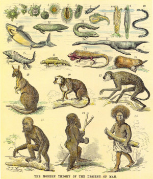 1876-Haeckel's_chart_of_human_evolution