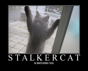 Stalkercat