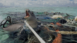 Seal trapped in plastic pollution. Photo: © Tedxgp2
