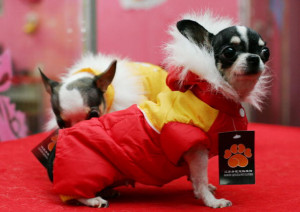 Cold Weather Jokes One Liners Best it's so cold jokes.