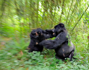 silverback mountain gorilla fighting