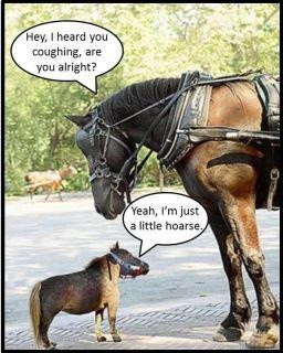 Even horses have a sense of humor...albeit bad, but still a sense of ...