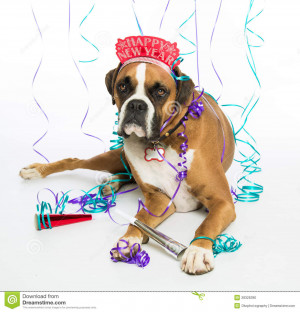 Boxer Dog Happy New Year Celebrations.