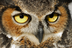 Related Pictures owl eyes great gatsby quotes