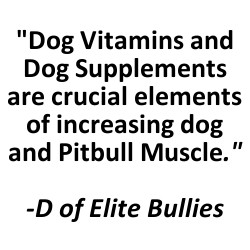 Building Pitbull Muscle Using Dog Vitamins and Dog Supplements