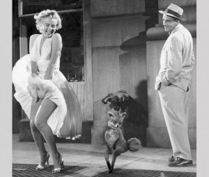 Stoned Fox (Упоротая лиса)