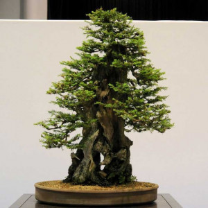 World’s-tallest-tree,-bonsai-version3