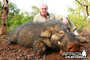 Giant Forest Hog