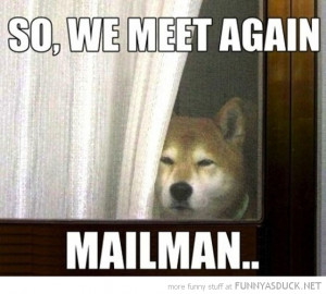 dog animal husky window door we meet again mailman funny pics pictures ...