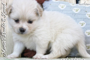 Solid Metallic Pom Poms