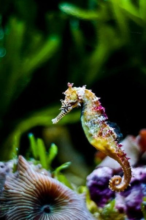 endangered rainbow seahorse.