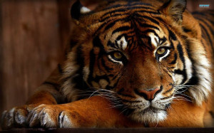 ... animals and cats you will like this cool and awesome tiger wallpaper