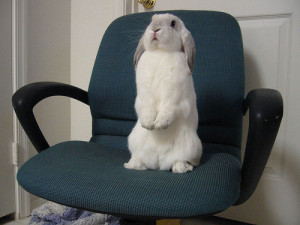 cute silly rabbit Silly Rabbit, Tricks Are For...Oh Wait