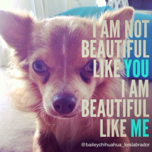 Chihuahua Quote; beautiful like me