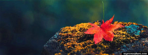 Colorful Autumn Leaf Facebook Cover
