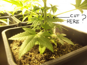 Related image with Cloning Marijuana Plants Cutting