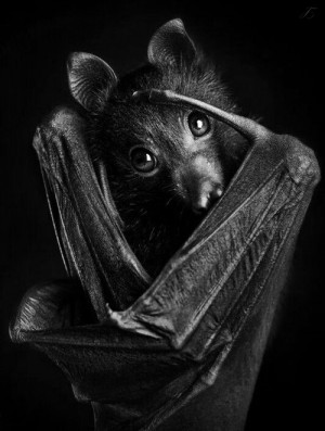 cute black bat