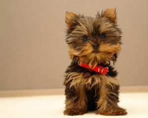 Yorkshire Terrier Yorkie