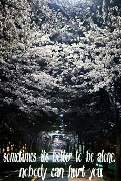 alone walks cherri blossom blossom trees cherri tree beauti road ...