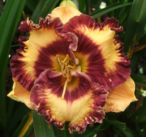 download this Daylily Quotes Rose And God picture