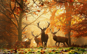 Deers Autumn Wallpapers Pictures Photos Images