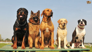 different types of dog breeds