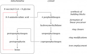 quotes for heme synthesis pathway here are list of heme synthesis ...