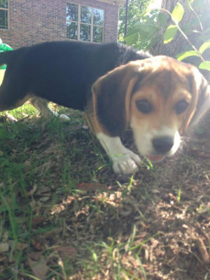 Funny Beagle Pics-imageuploadedbypg-free1367190989.110419.jpg
