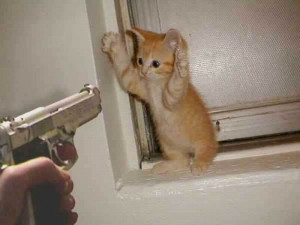 Funny Cat Kitten with Gun
