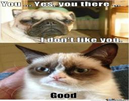 It Had To Happen Once And For All Very Funny Angry Meme+grumpy Cat