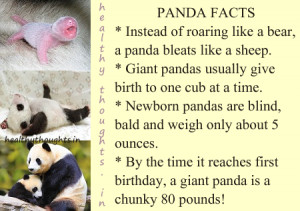 ... by healthythoughts.in-knowledge quotes-baby panda information-pictures
