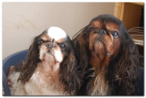 Mes King Charles Delight King Ohio et Oxford d'Archemont