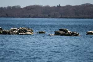 John Chafee Pictures