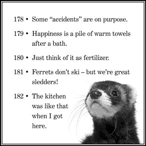 Funny Ferret Sayings