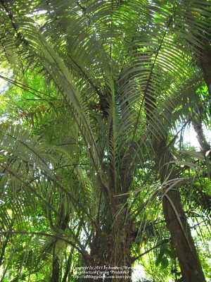 Plant ID forum : Palm from Brazil for ID please